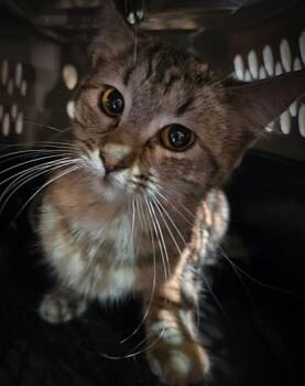 Domestic Short Hair Cats Available for Adoption in Klamath Falls, Oregon - Crystal | PetCurious