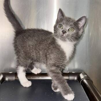 Collywobbles -  Domestic Short Hair Cat for Adoption in Candler, North Carolina - Collywobbles | PetCurious