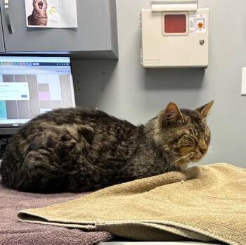 Domestic Long Hair and Maine Coon Cats Available for Adoption in Atlanta, Georgia - Fozzy Bear - From Suffering To COMFORT! | PetCurious