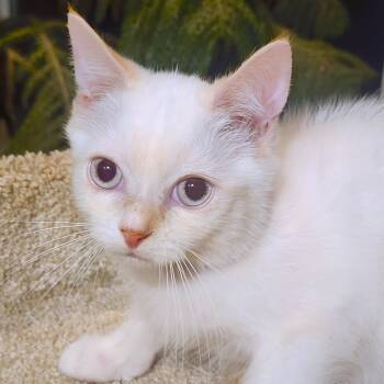 Siamese Cats Available for Adoption - FABULOUS FLOPSY - FLAME POINT BOY! | PetCurious