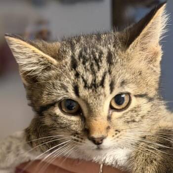 Rose (Ross) -  Domestic Short Hair Cat for Adoption in Midland, Texas - Rose (Ross) | PetCurious