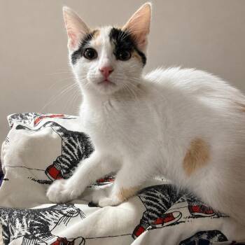 Peach -  Domestic Short Hair Cat for Adoption in Madison, Wisconsin - Peach | PetCurious