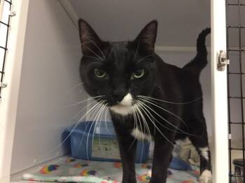 Beanie Baby (aka Lily) -  Domestic Short Hair Cat for Adoption in Youngtown, Arizona - Beanie Baby (aka Lily) | PetCurious