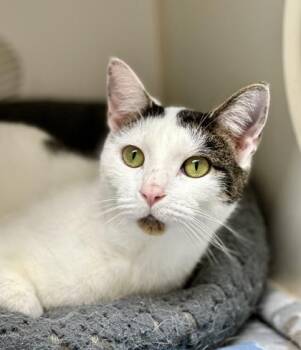 Domestic Short Hair Cats Available for Adoption in Reisterstown, Maryland - Chucky Cheese | PetCurious