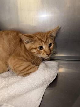 ONION* -  Domestic Short Hair Cat for Adoption in Santa Cruz, California - ONION* | PetCurious