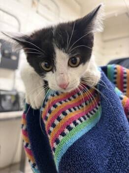 Beetle Juice -  Domestic Short Hair Cat for Adoption in Fruit Heights, Utah - Beetle Juice | PetCurious