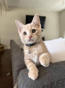Meatball -  Domestic Short Hair and Tabby Cat for Adoption in Dallas, Texas - Meatball | PetCurious