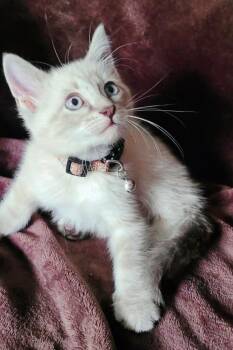 Siamese Cats Available for Adoption in New Braunfels, Texas - Ash | PetCurious