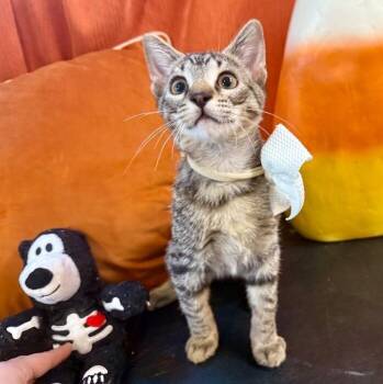 Domestic Short Hair and Tabby Cats Available for Adoption - Megatron Arredondo | PetCurious