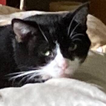 Matty -  Domestic Short Hair Cat for Adoption in Grand Rapids, Minnesota - Matty | PetCurious