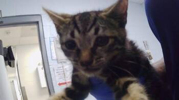A1267004 -  Domestic Short Hair Cat for Adoption in Charlotte, North Carolina - A1267004 | PetCurious