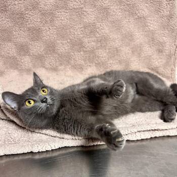 Amelia -  Domestic Short Hair Cat for Adoption in Waterloo, Iowa - Amelia | PetCurious