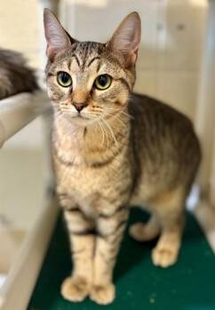Domestic Short Hair Cats Available for Adoption - HORATIO | PetCurious