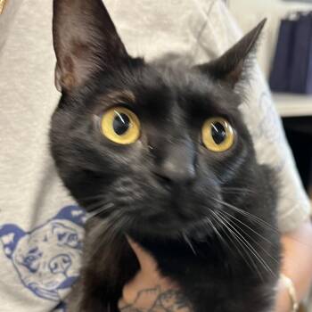 Whinnie -  Domestic Short Hair Cat for Adoption in Tampa, Florida - Whinnie | PetCurious