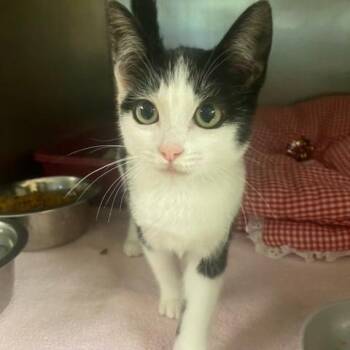 Bliss -  Domestic Short Hair Cat for Adoption in Chehalis, Washington - Bliss | PetCurious