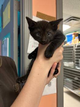 Domestic Short Hair Cats Available for Adoption in Morgantown, Kentucky - Cricket | PetCurious