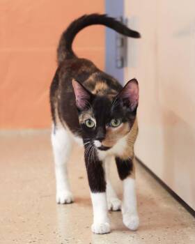 Domestic Short Hair Cats Available for Adoption in Bridgeport, Connecticut - ZAIRE (0605) | PetCurious