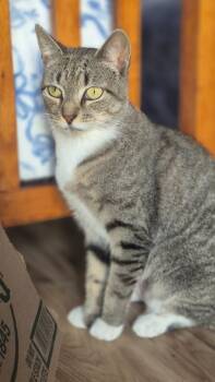 Oma -  American Shorthair Cat for Adoption in Lincoln Park, New Jersey - Oma | PetCurious