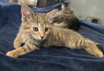 Rescue American Shorthair Cats for Adoption in Findlay, Ohio - Xena | PetCurious