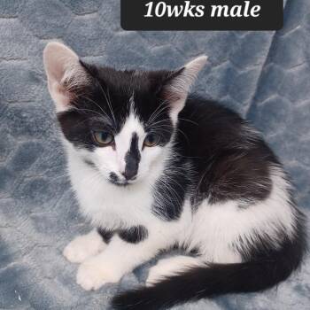 Beckett -  Domestic Short Hair Cat Available for Adoption in New Tazewell, Tennessee - Beckett | PetCurious
