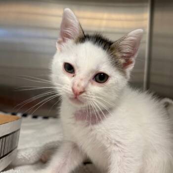 Bakin Muffin Man 14 -  Domestic Short Hair Cat for Adoption in Austin, Texas - Bakin Muffin Man 14 | PetCurious