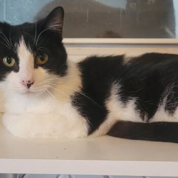 Rescue Domestic Short Hair Cats for Adoption in Portage, Michigan - Bart | PetCurious