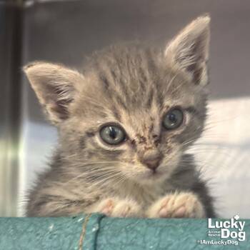 Domestic Short Hair Cats Available for Adoption in Washington, District Of Columbia - Abby | PetCurious