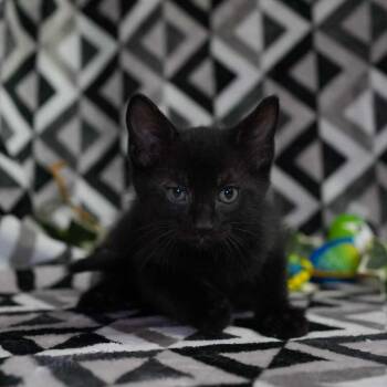Domestic Short Hair Cats Available for Adoption in Wheaton, Illinois - Barnacle | PetCurious