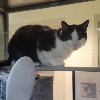 Mai Tai -  Domestic Short Hair Cat for Adoption in Plover, Wisconsin - Mai Tai | PetCurious