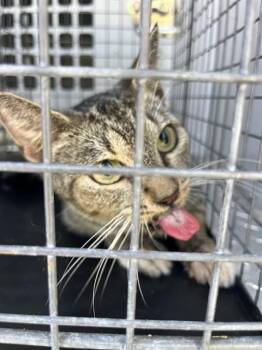MARGARET -  Domestic Short Hair Cat for Adoption in Palmetto, Florida - MARGARET | PetCurious