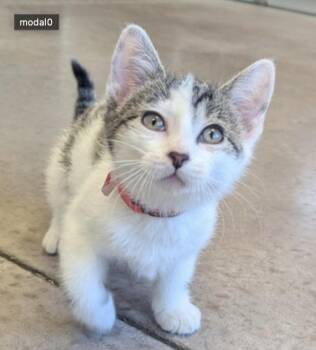 Sleepy -  Domestic Short Hair Cat for Adoption in Buena Vista, Colorado - Sleepy | PetCurious