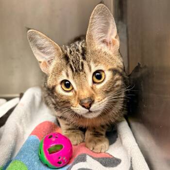 Kenzie -  Domestic Short Hair Cat for Adoption in Palm Springs, California - Kenzie | PetCurious