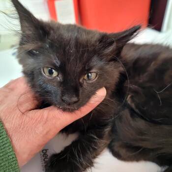 Ruby 6 Brown -  Domestic Long Hair Cat for Adoption in Belfair, Washington - Ruby 6 Brown | PetCurious