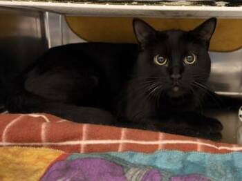 Ghost -  Domestic Short Hair Cat for Adoption in Golden Valley, Minnesota - Ghost | PetCurious