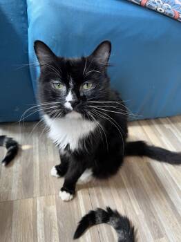 Rescue Domestic Medium Hair Cats for Adoption in Stamford, Connecticut - Kyla The Cherub | PetCurious