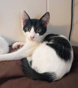 Mickey -  Domestic Long Hair and Domestic Short Hair Cat for Adoption in Honolulu, Hawaii - Mickey | PetCurious