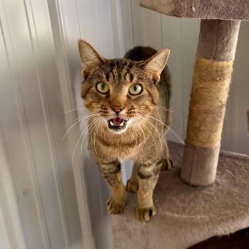 Van -  Domestic Short Hair Cat for Adoption in Fairmont, West Virginia - Van | PetCurious