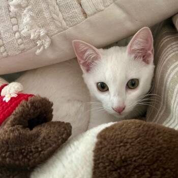 Rescue Domestic Short Hair Cats for Adoption in Irvine, California - Kesha | PetCurious