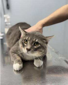 Weston -  Domestic Short Hair Cat for Adoption in Chicago, Illinois - Weston | PetCurious