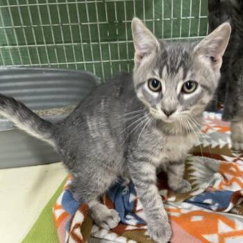 Cookie -  Domestic Short Hair Cat for Adoption in Heber Springs, Arkansas - Cookie | PetCurious