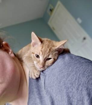 Rescue Domestic Short Hair Cats for Adoption in Fishers, Indiana - Home Fry | PetCurious