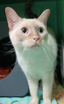 Sanchez -  Siamese Cat for Adoption - Sanchez | PetCurious