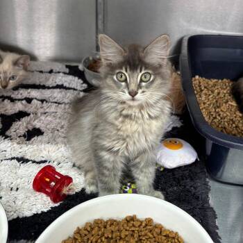 Ratatouille -  Domestic Long Hair Cat for Adoption in Hinesville, Georgia - Ratatouille | PetCurious