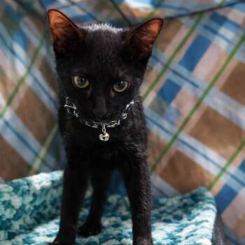 Domestic Short Hair Cats Available for Adoption - Magnolia | PetCurious