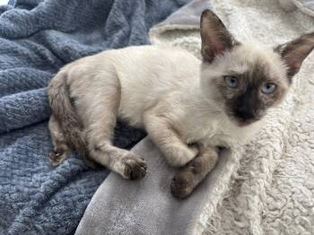 Rescue Siamese Cats for Adoption in Trophy Club, Texas - Luka Jane | PetCurious