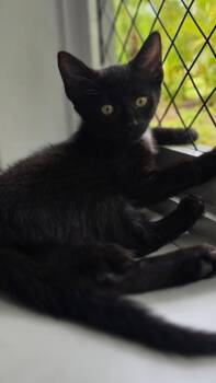 Sally -  Domestic Short Hair Cat for Adoption in Honolulu, Hawaii - Sally | PetCurious