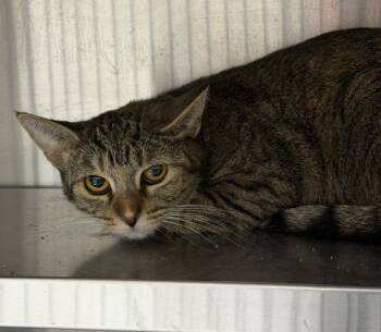 Sage -  Domestic Short Hair and Tiger Cat for Adoption in Webster, Massachusetts - Sage | PetCurious