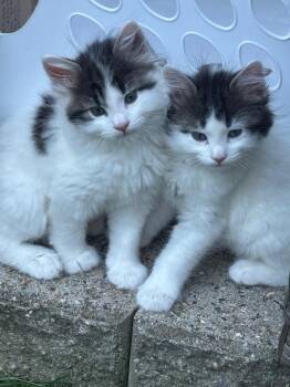 Boom -  Domestic Medium Hair Cat for Adoption in Minneapolis, Minnesota - Boom | PetCurious