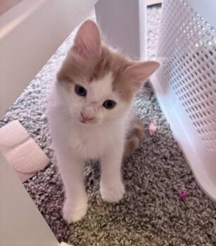 Domestic Medium Hair and Domestic Short Hair Cats Available for Adoption in Fort Worth, Texas - Harry Potter | PetCurious