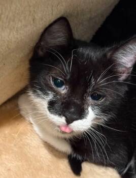 Rescue Domestic Short Hair Cats for Adoption in Augusta, Georgia - Brenda | PetCurious